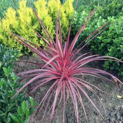 Cordyline australis 'Salsa'